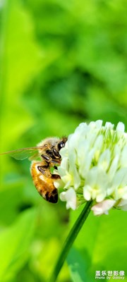 【與光影同行】+昆蟲