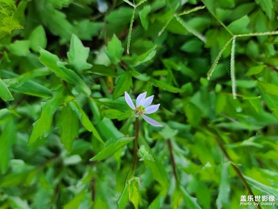 【不匆忙時(shí)刻】漫步野趣園