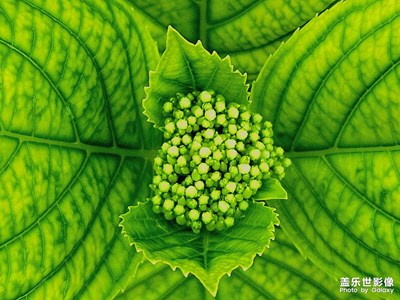 【不匆忙時刻】+綠葉