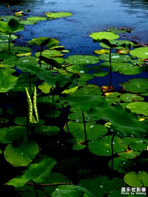 靜夜思考愛(ài)蓮說(shuō)