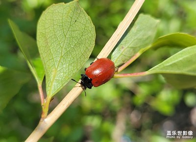【不匆忙時刻】+紅色甲蟲