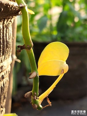 最后的倔強(qiáng)