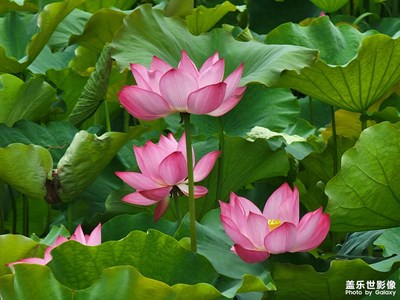 【不匆忙時(shí)刻】+夏荷