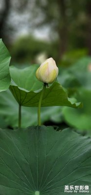 【不匆忙時(shí)刻】+盛荷