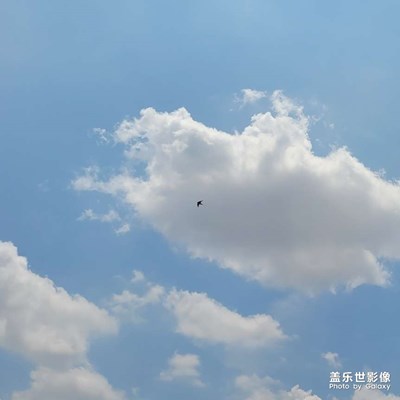 天高任鳥飛