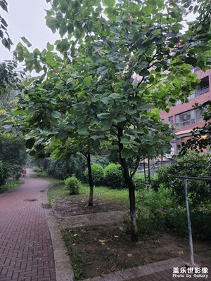 【我的夏天】郁郁蔥蔥