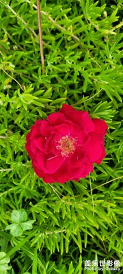 繁花似錦，夏至傾心，三星呈現(xiàn)！