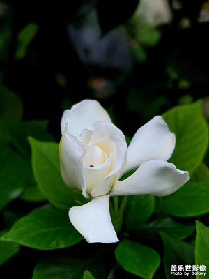 【多彩夏日】+梔子馨香撲面來