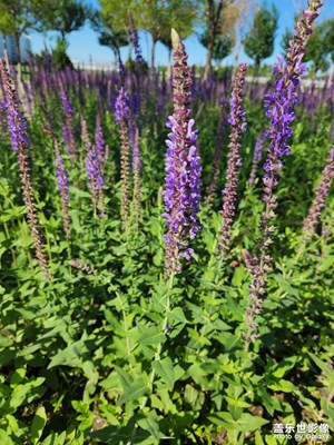 【我的夏天】陽光下的薰衣草