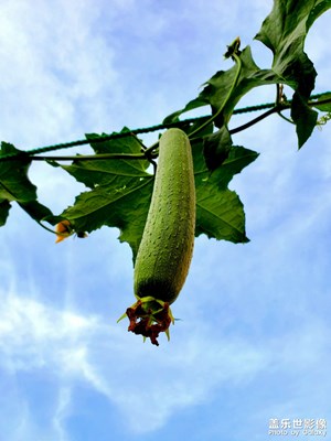 【我的夏天】快快長大  絲瓜