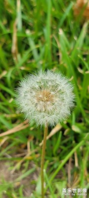 【我的夏天】+那些花花草草