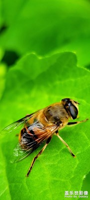 【我的夏天】+小昆蟲(chóng)