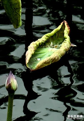 暗黑荷花一小組