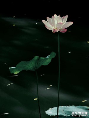 映日荷花別樣紅