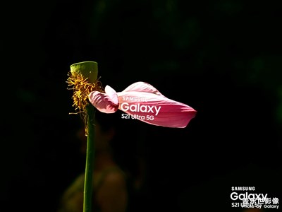 三星手機(jī)賞夏荷