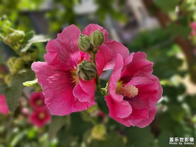 拍點花花，三星從沒輸過！