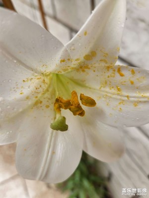 早安,愿清涼一夏