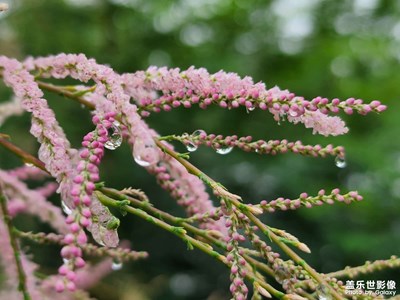 三星Galaxy S22Ultra 拍攝「夏季美景」