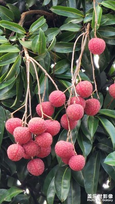 荔枝成熟的季節(jié)