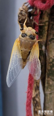 【我的夏天】蛻變