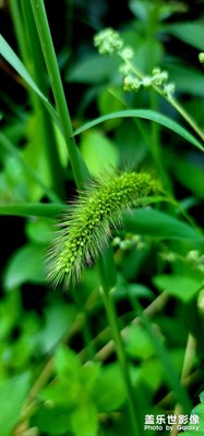 夏都三伏天的清涼