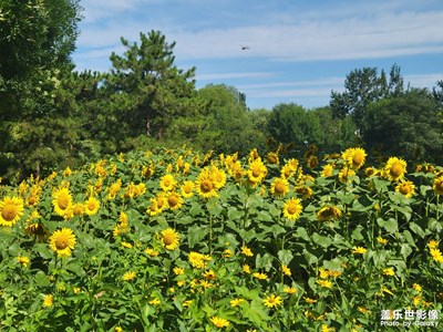 【我的夏天】向日葵成熟時