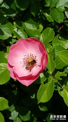 【夏日好時(shí)光】美薔薇