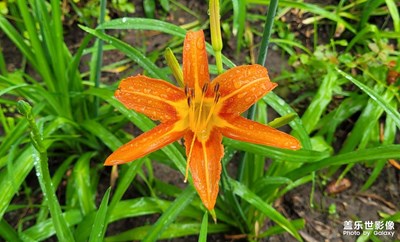 【夏日好時光】+雨后的花朵