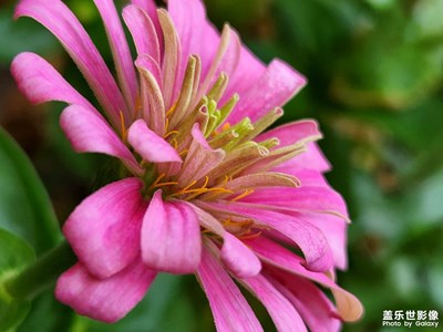 廠里墻角的小花