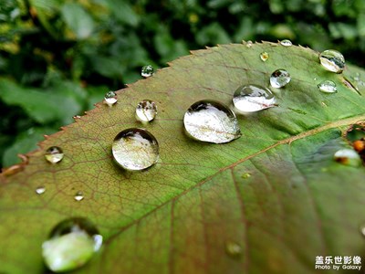 【夏日好時光】雨露
