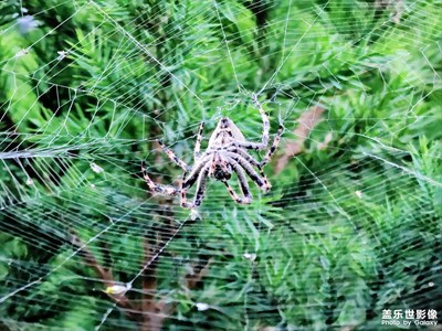 今日照片  有蜘蛛