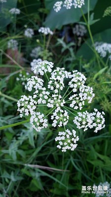 【半夏時(shí)光】+云夢(mèng)之芹