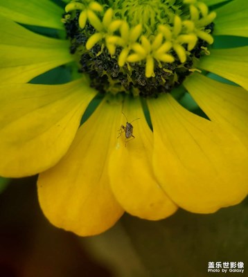 【半夏時光】+蟲與花