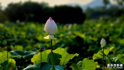 特別漂亮的荷花