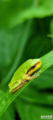 【唯愛七夕】+七夕拍照