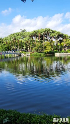 葵扇樹產(chǎn)地家園