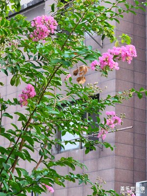 一枝西風(fēng)手        