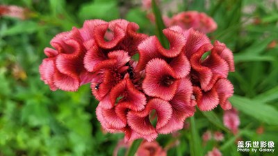 【唯愛七夕】+雞冠花