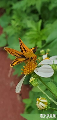 【唯愛七夕】小花