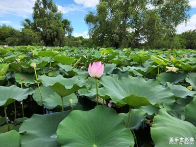 【帶著手機(jī)去旅行】南沙濕地公園