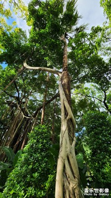 古榕樹與葵扇樹和藹共處