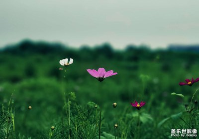 【帶著手機(jī)去旅行】+隨手拍