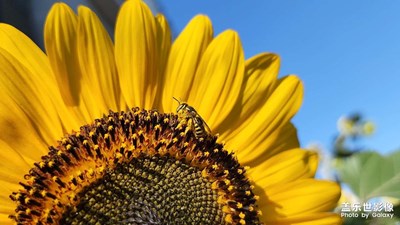 今日照片   向日葵小蜜蜂