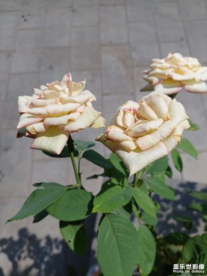 40度高溫下的花朵