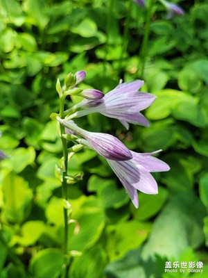 【與美好相逢】+玉簪花