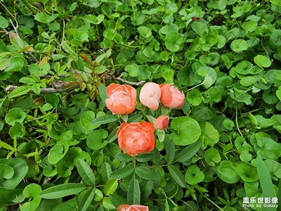 【早秋】+無(wú)名小花