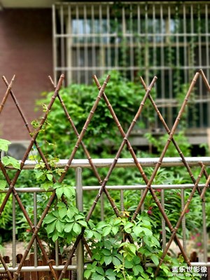 【早秋】+天朗氣清