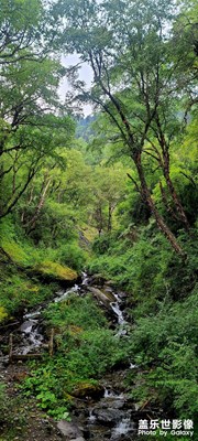 川西景色之綠色護(hù)眼壁紙系列！