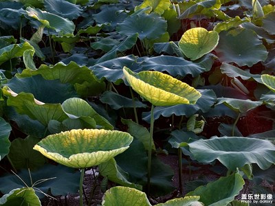 鄉(xiāng)間荷塘秋夕照