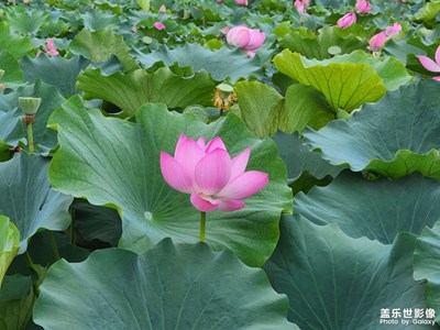 【場景小拍】+荷